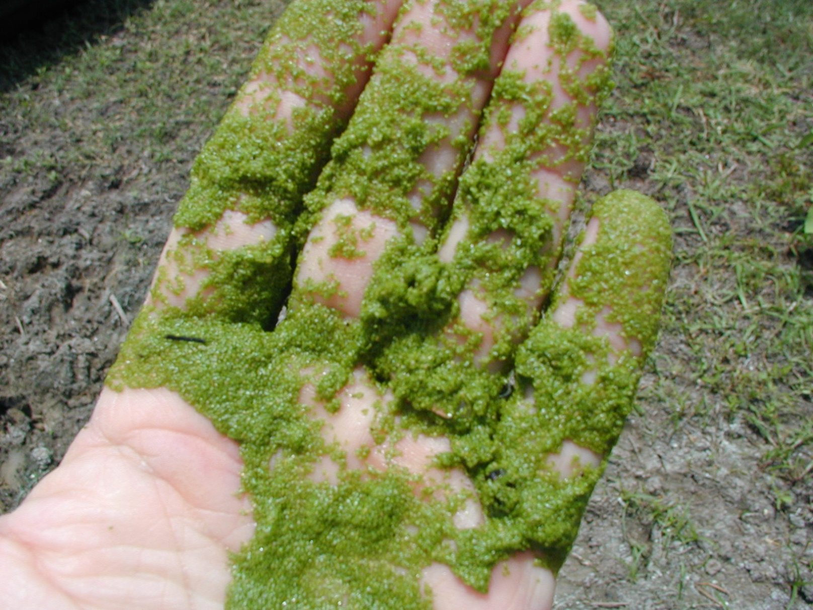 Can Algae Save the World — Again?