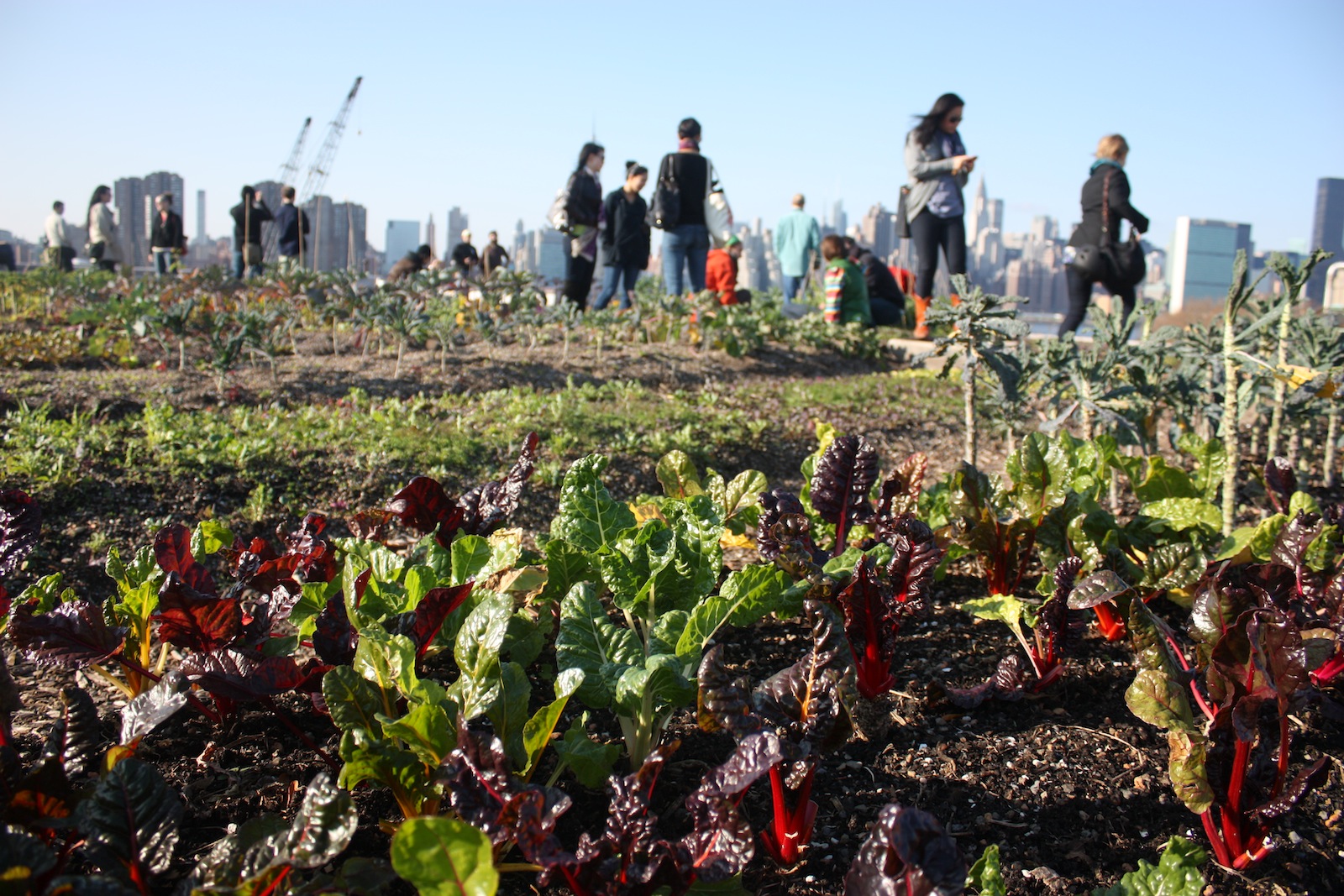 Community Farms Foster Food Security and Tap Public Space