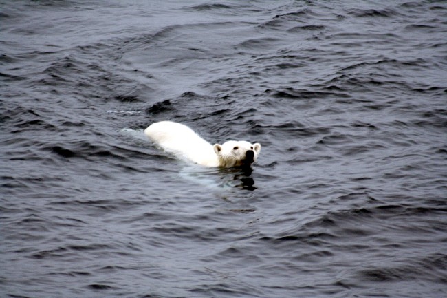 Polar_bear_arctic_0.JPG