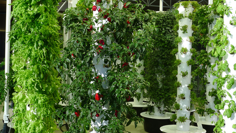 Is Vertical Farming the Frontier of Urban Agriculture?