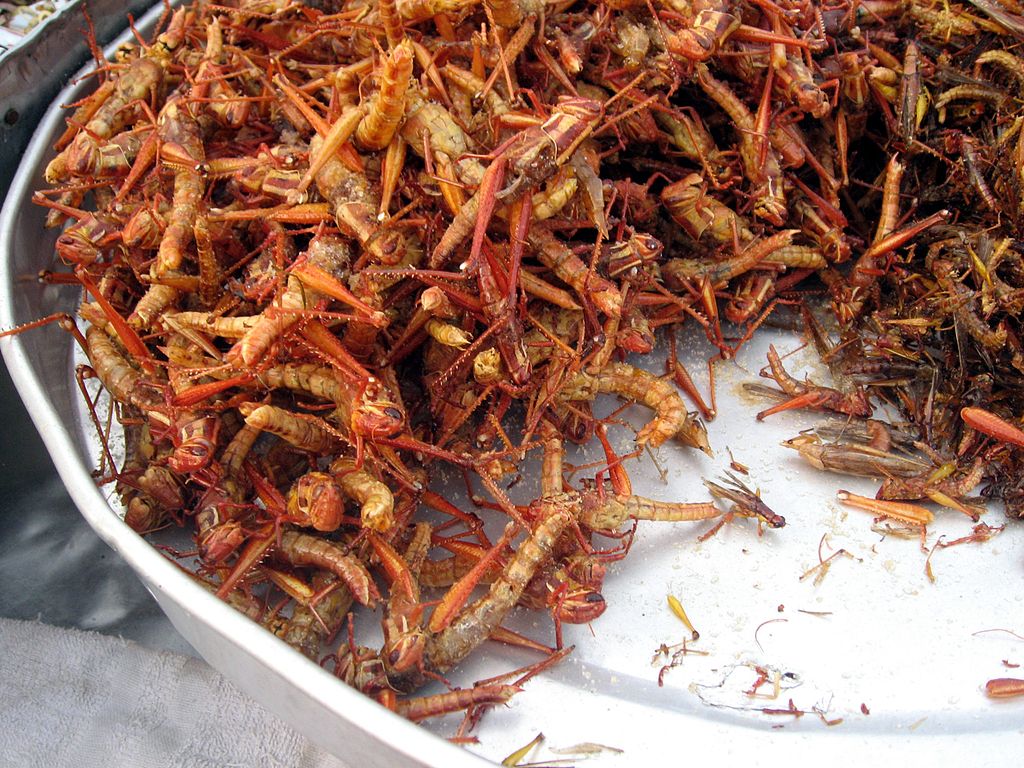 I’ll have the cricket fried rice