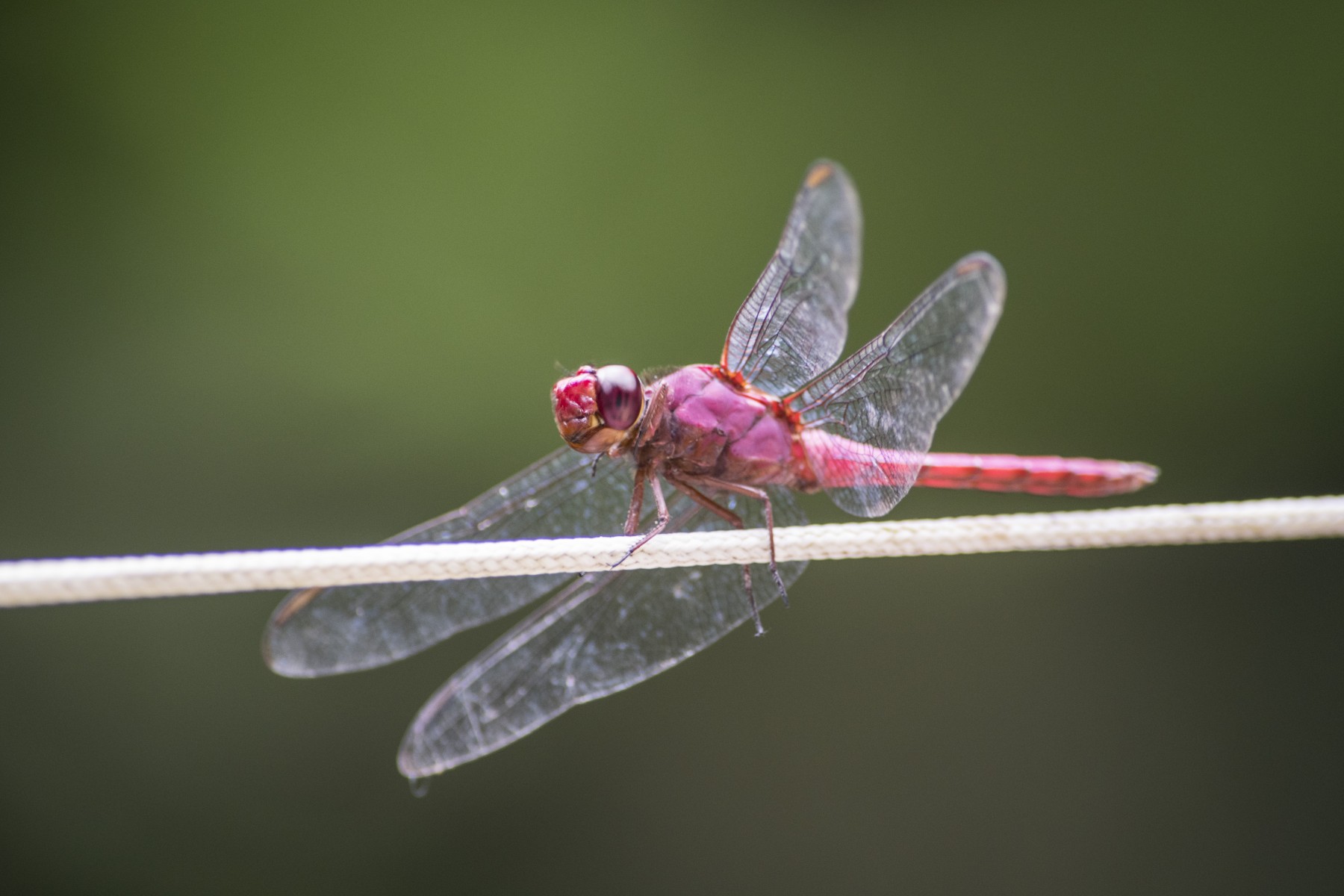 pink dragonfly 