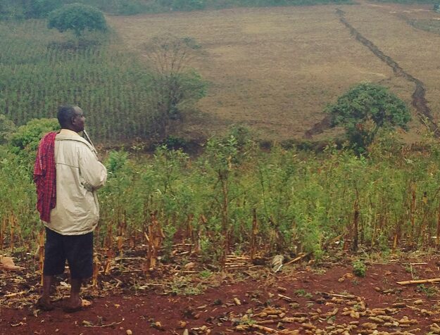 Bees maintain harmony between elephants and farmers.