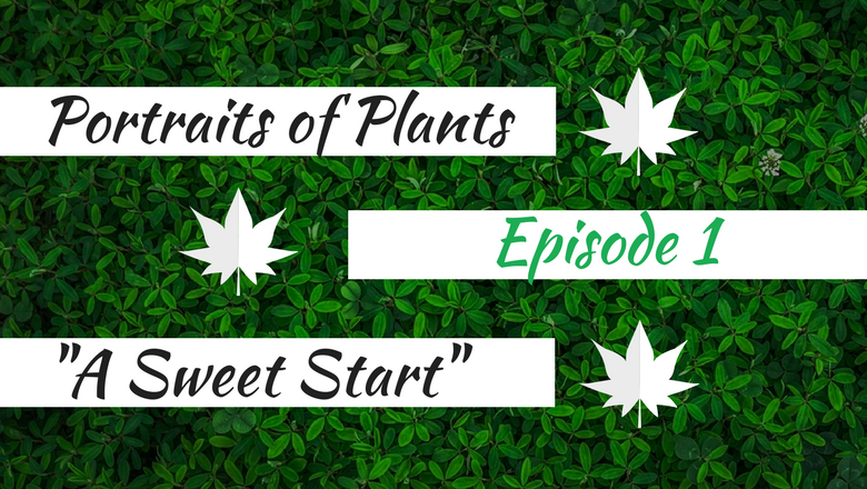 A podcast preview: Portraits of Plants