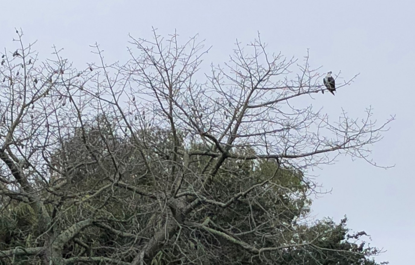 Osprey on a tree next to a pond at Eckerd College