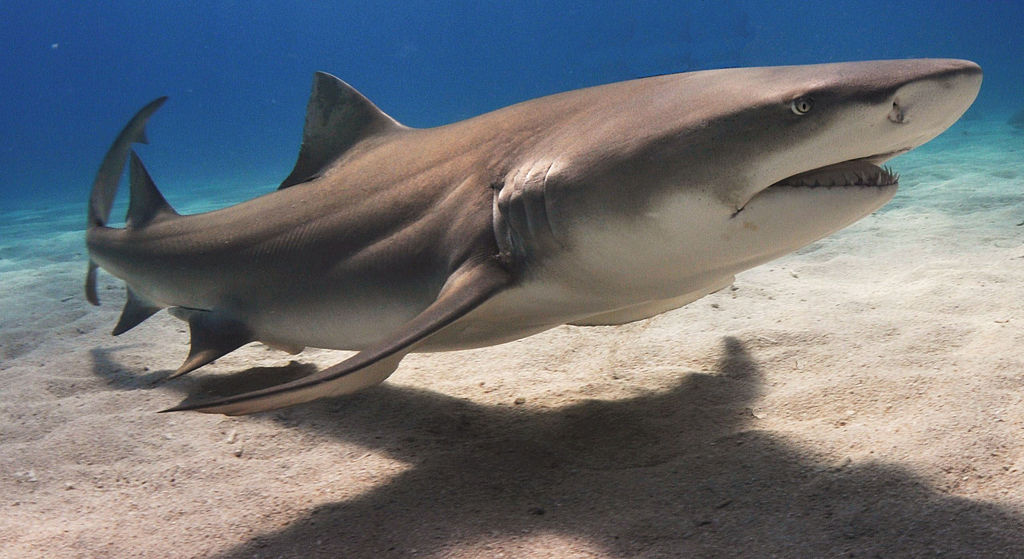 Catching lemon sharks for research to maintain healthy ecosystem