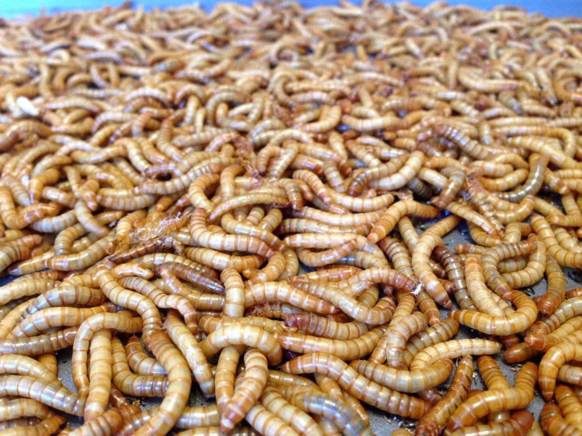 Don’t yuck their yum: Insect farming’s potential to ease malnutrition