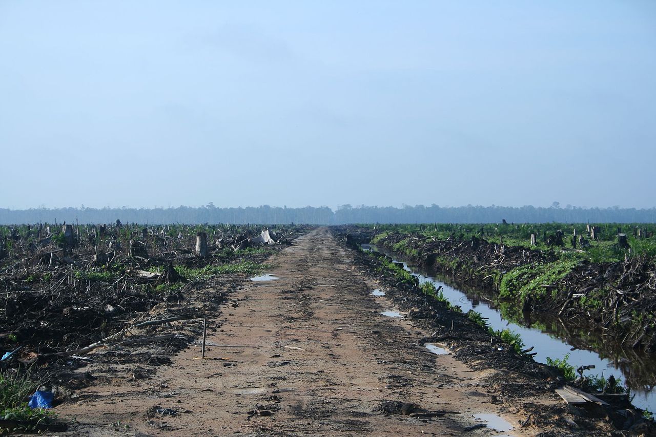 clearcut oil palm in Riau