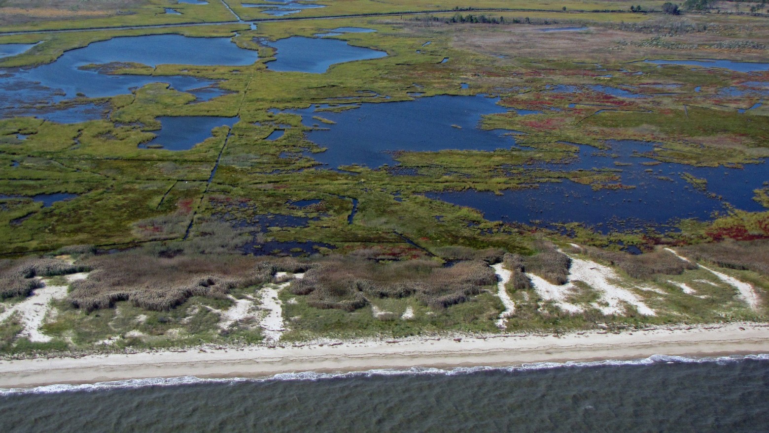 How can we defend Delaware Bay’s ecosystem?
