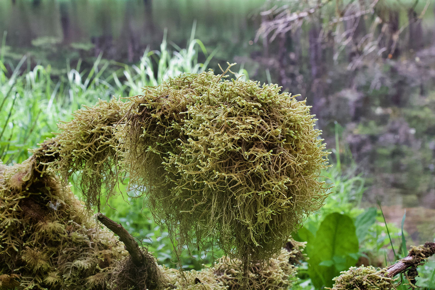 Moss in Alaskan rainforest