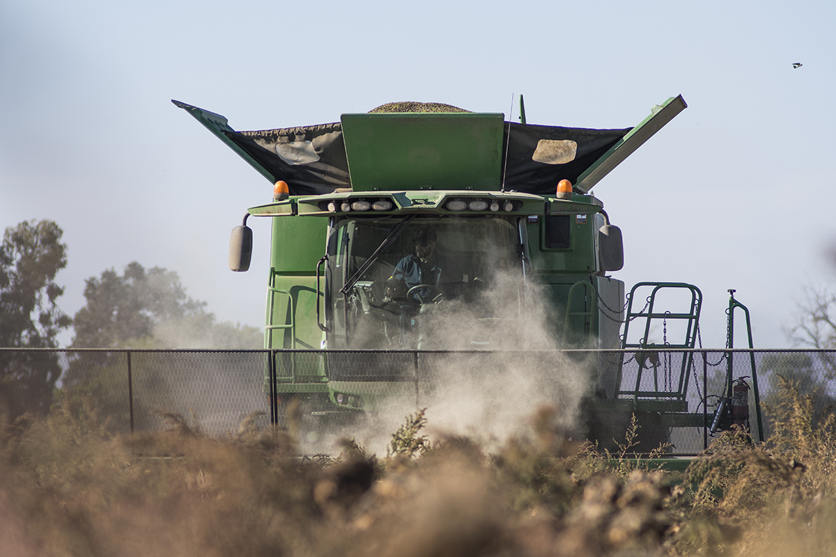 A combine runs over the Schreiner sunflower field to harvest the seeds. The remaining material from the plants will later be reworked in to field to help fertilize the next crop.