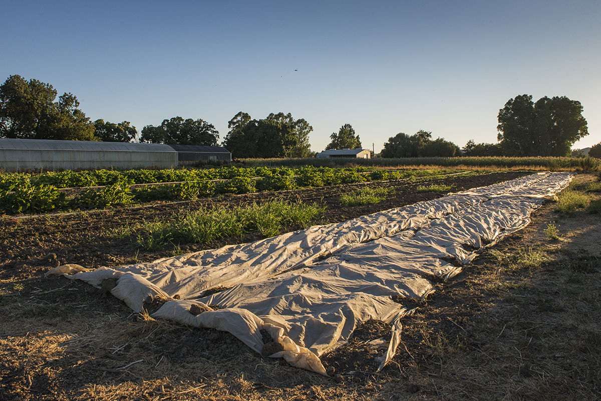Some rows in the Market Garden are covered in plastic to help kill weeds, a practice common on small organic farms. Others use pesticides that have been certified organic.