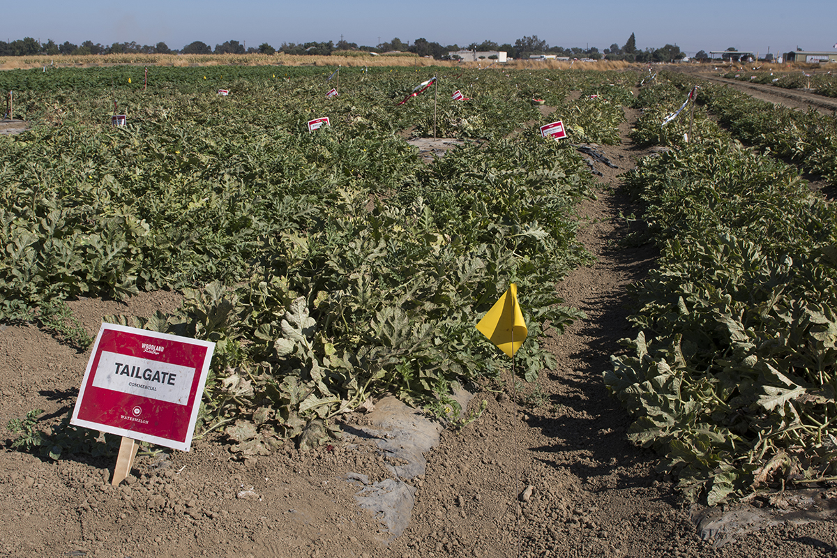 Rows of experimental and commercially available hybrid watermelons make up this Bayer research field. Both seeded and seedless watermelons are bred primarily to cater to the tastes of different regions.