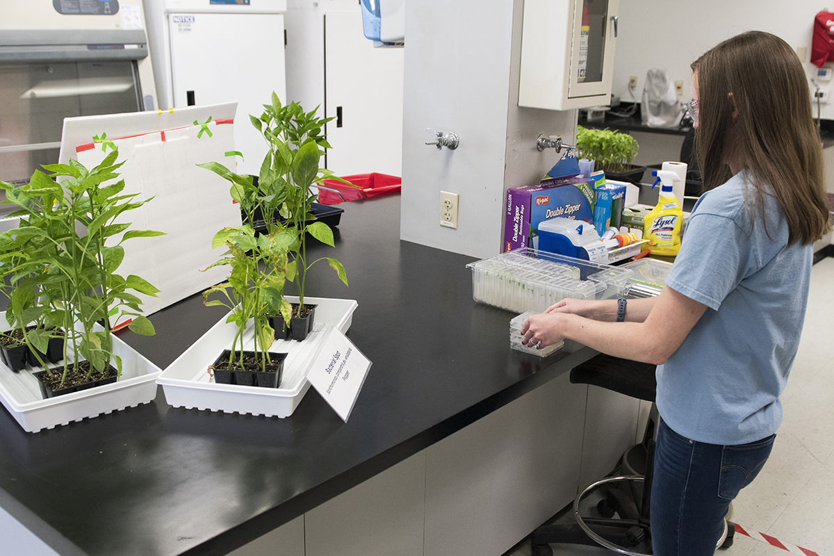 While Bayer does conduct research and sell GMO products, the Woodland pathology lab is tasked with breeding pathology resistance through conventional techniques. A genetic modification could speed up development of desired traits in fruits and vegetables but lack of consumer support and regulatory costs have proven to be a strong barrier to new GM products.