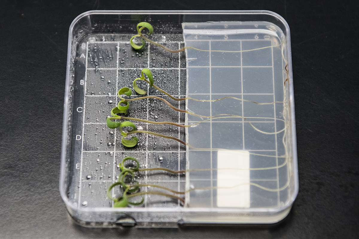 The Bayer pathology lab in Woodland develops resistance in plants to environmental pathogens, such as bacteria, viruses, and fungus. Here is an example of the lab's work with an in vitro assay on young tomato plants for Fusarium crown rot resistance.