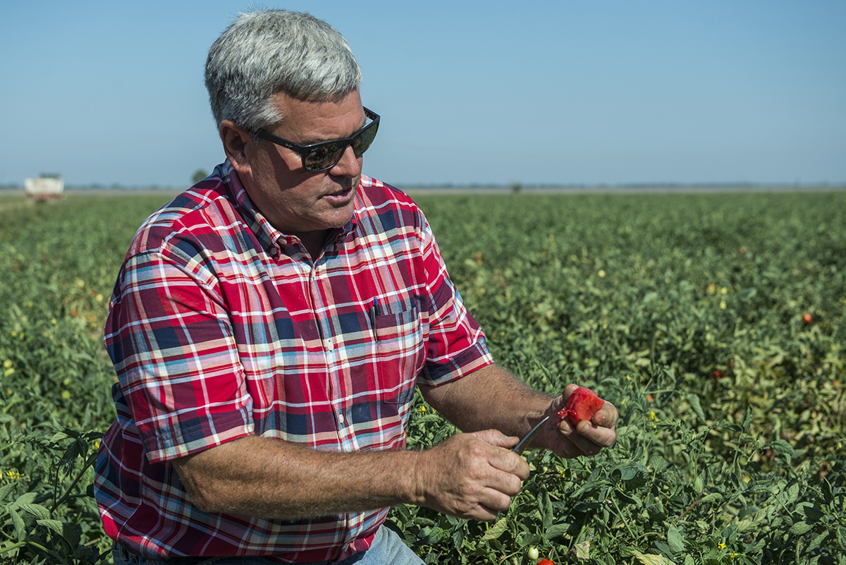 Eric Schreiner examines a tomato in a field about to be harvested. The tomatoes his farm grows are bred to be resistant to regional funguses and bacteria.