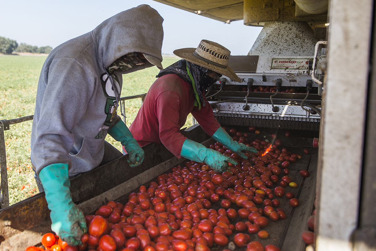 Schreiner Farms employees sort tomatoes on the harvester before they are loaded into the trailer.