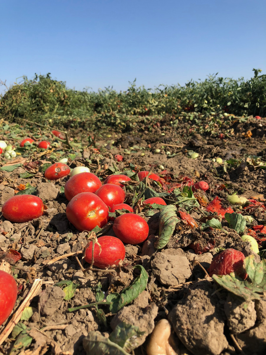 Tomatoes on the ground after harvest