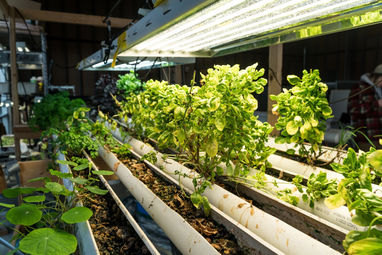Free salad: Inspiring a grassroots hydroponics movement