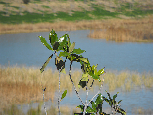 plant grows by a marsh