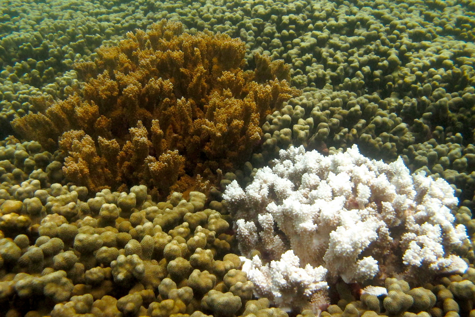 healthy coral compared to bleached coral