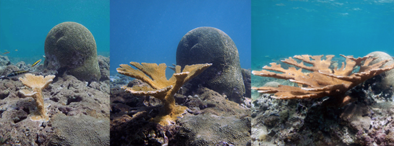 three images comparing coral growth