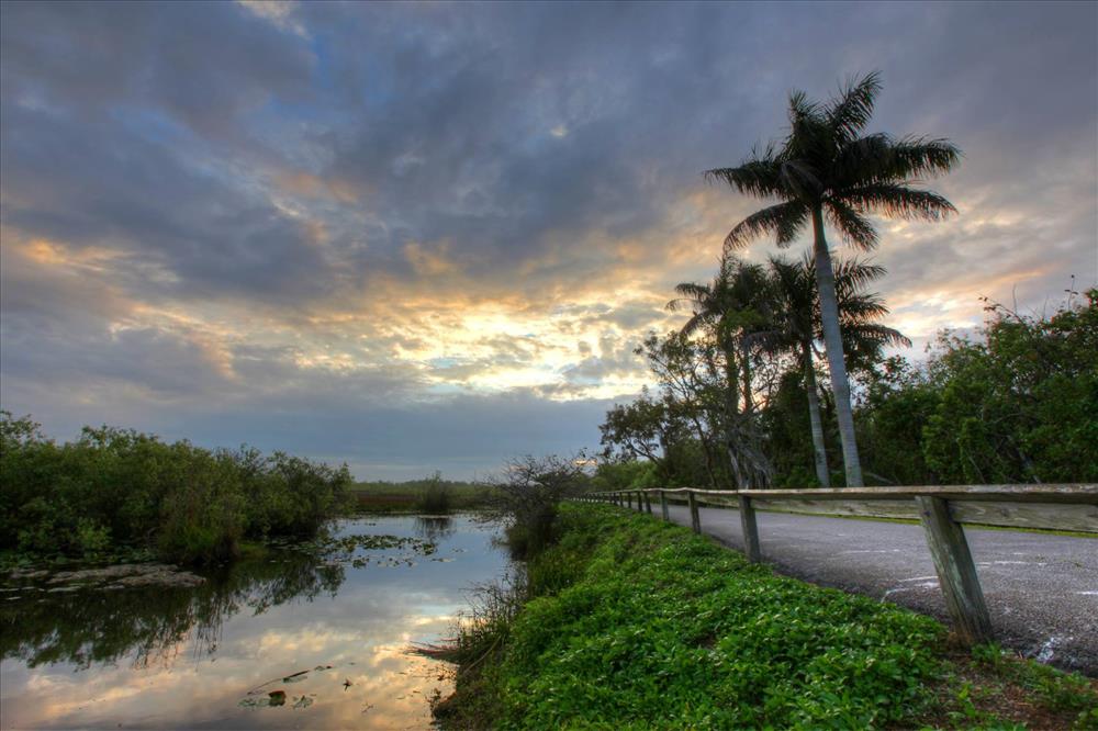 The Florida Everglades