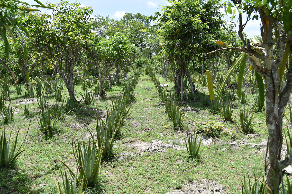 Sustainable milpa farming: Preserving an ancient Maya tradition