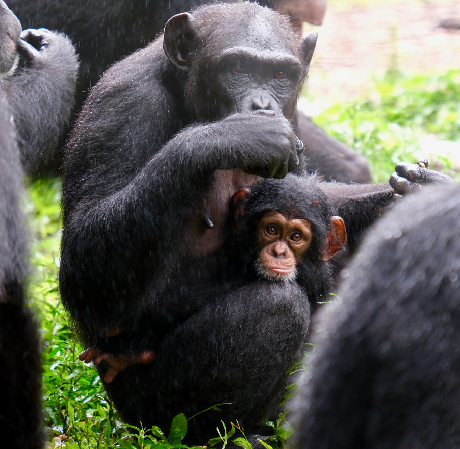 Clinging onto chimps: Why you should think of chimpanzees during the climate crisis