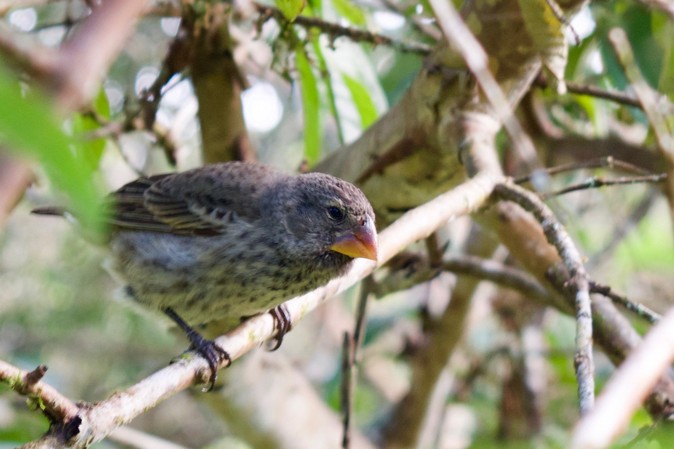 The other footprint we leave behind: An environmental emergency to save Darwin’s finches