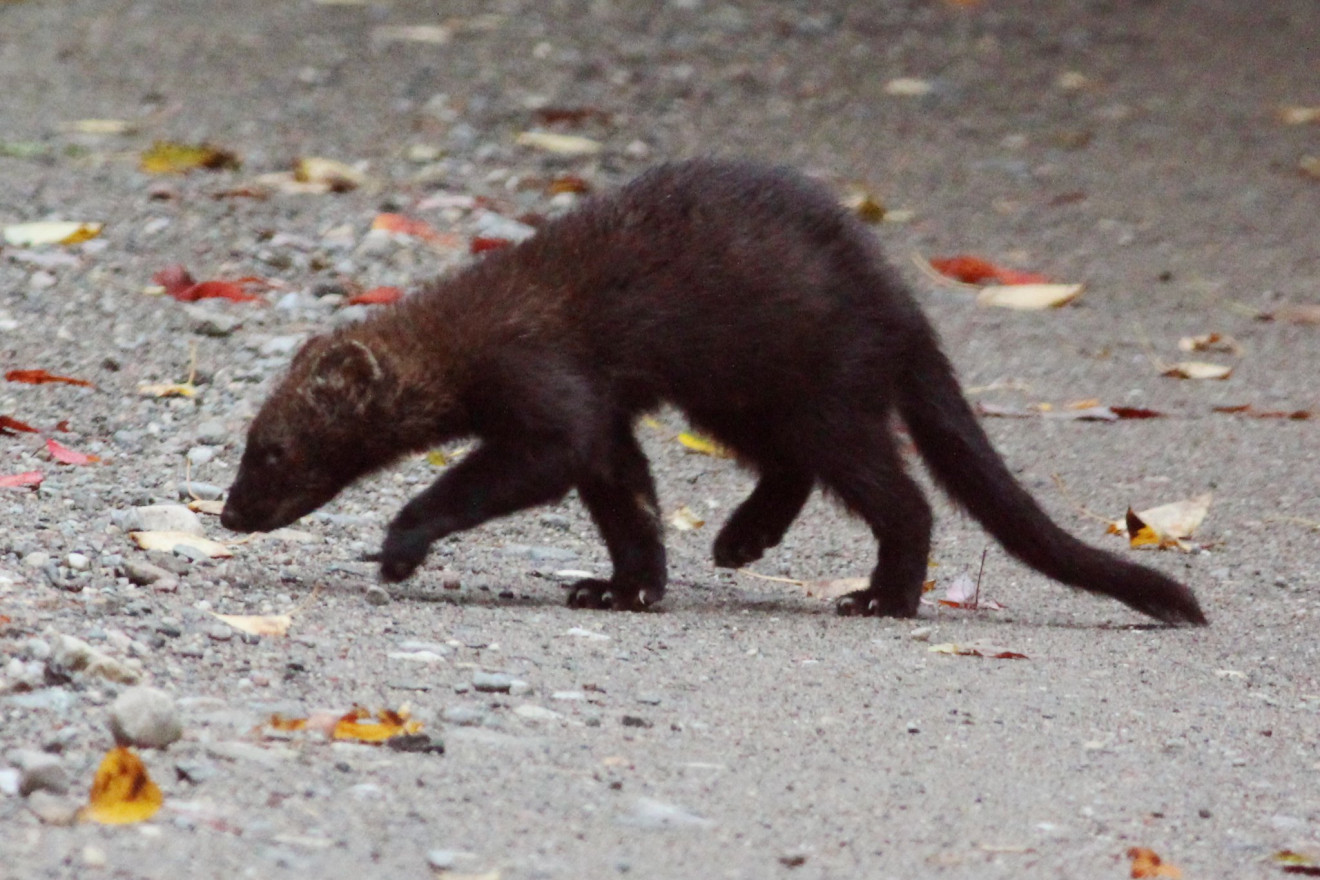 Fishers, weasels, and porcupines. Oh my!