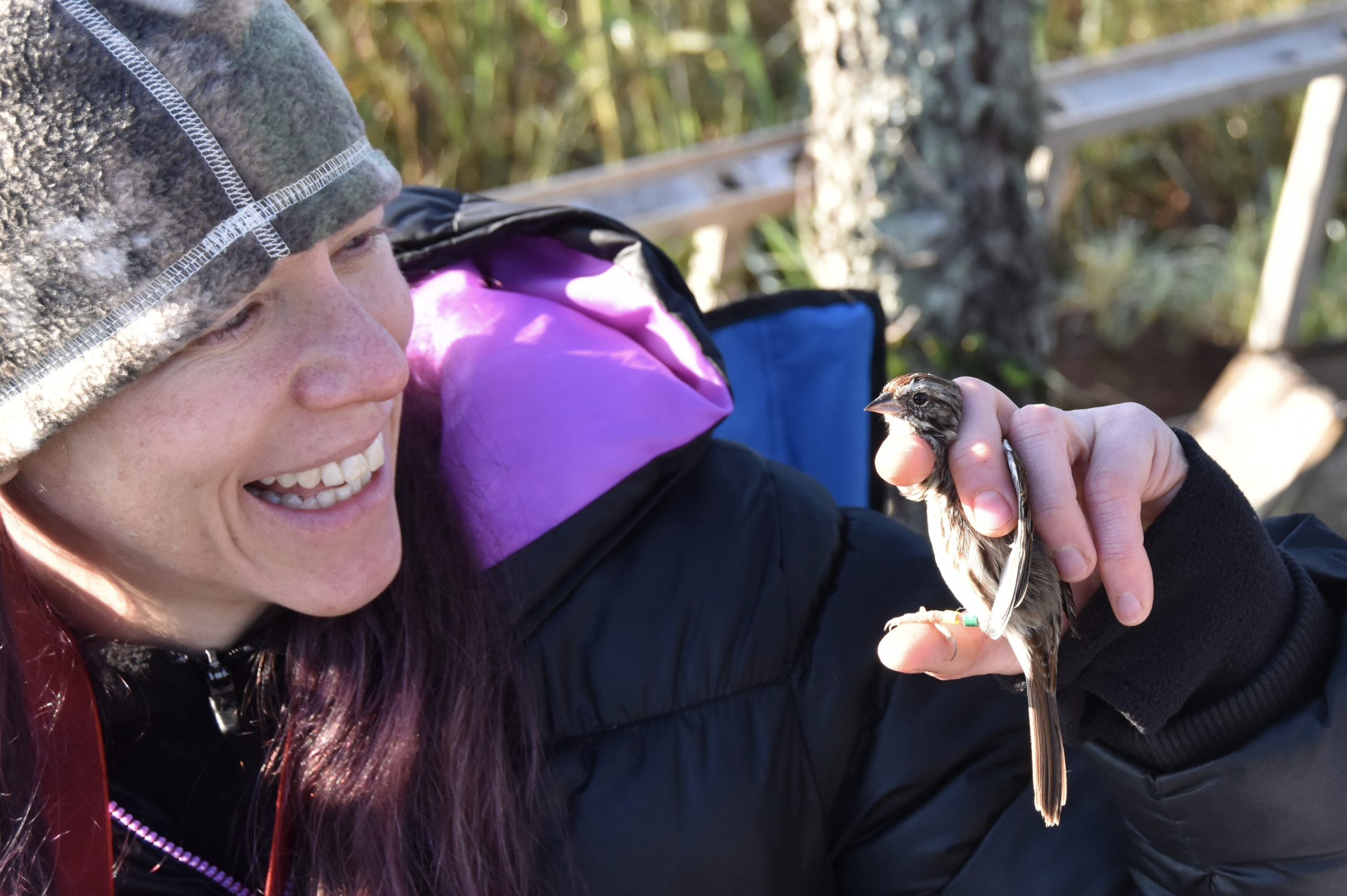 Insights from the field: Bird banding documents avian populations and migration