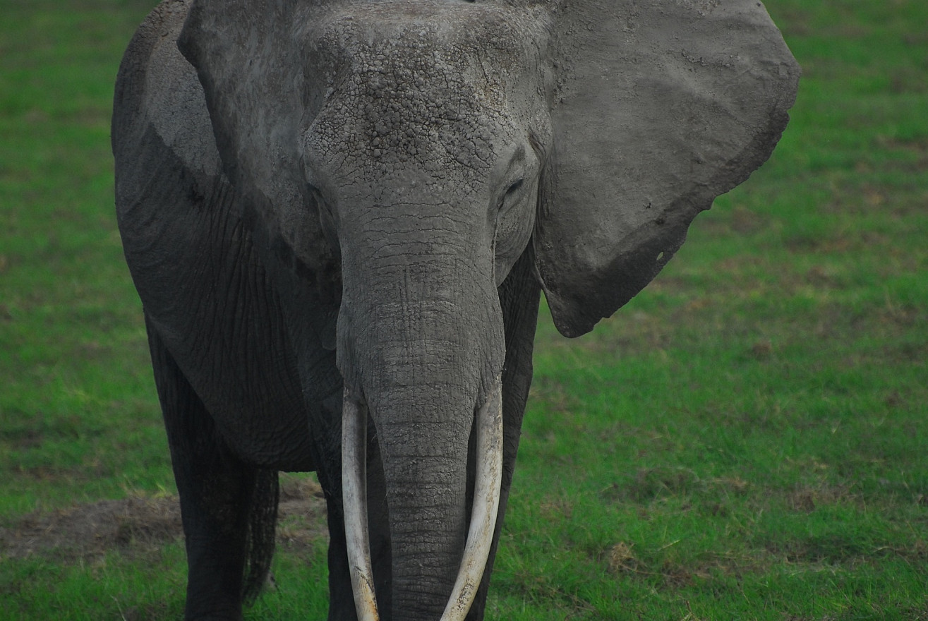 D.C. City Council passes legislation to halt ivory market