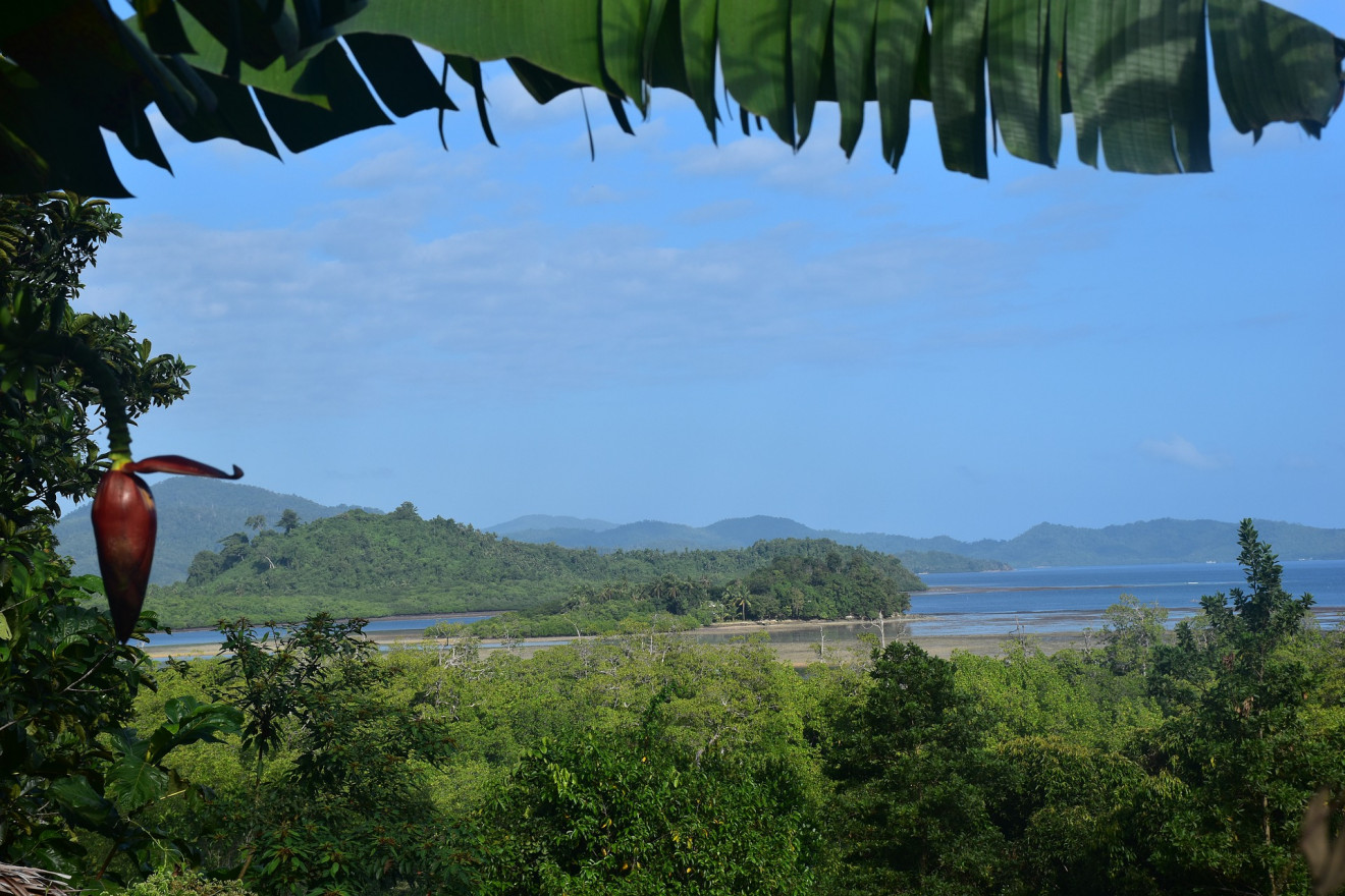 Aquatic view from a Filipino jungle
