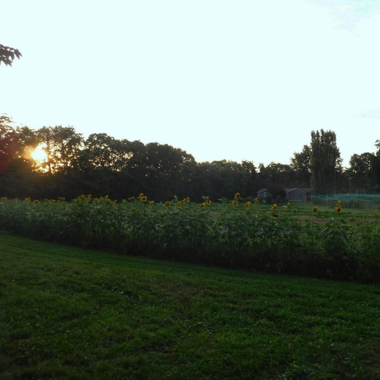 sunflower bed in a field at sunrise