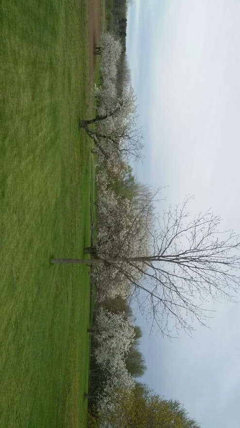 An image of a cherry orchard filled with white blossoms.