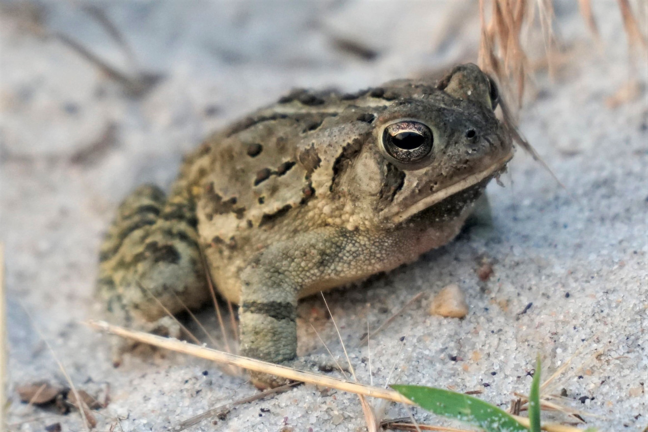 A Fowler's toad resting on beach sand.