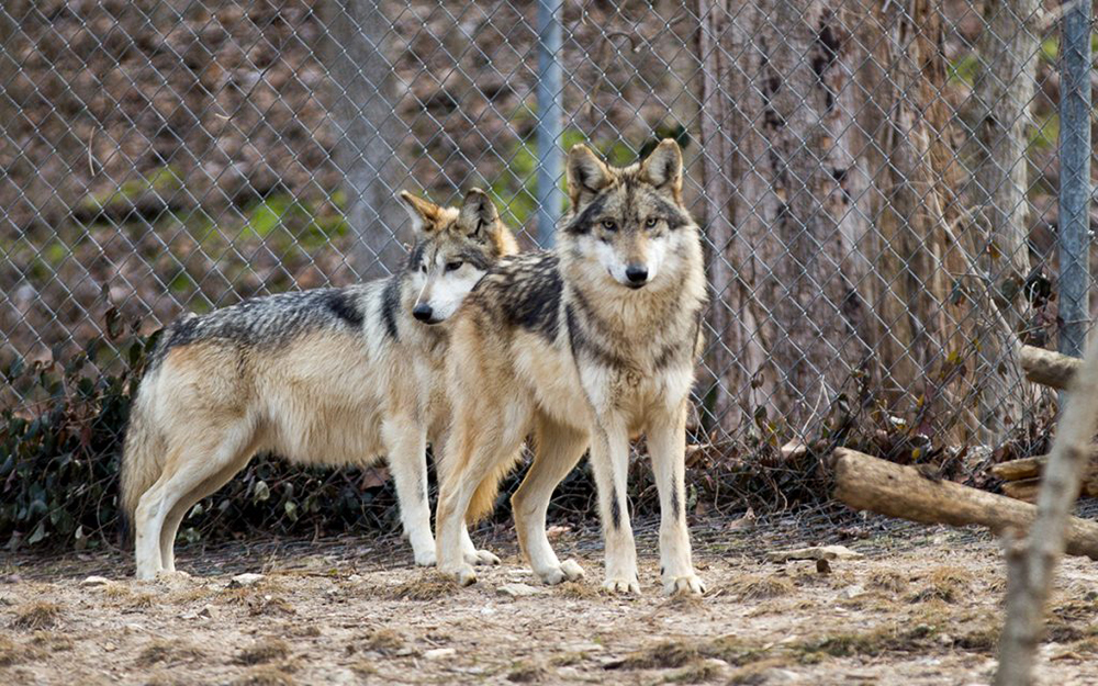 Diversifying the pack: Cross fostering helps Mexican wolf population boost genetic mix