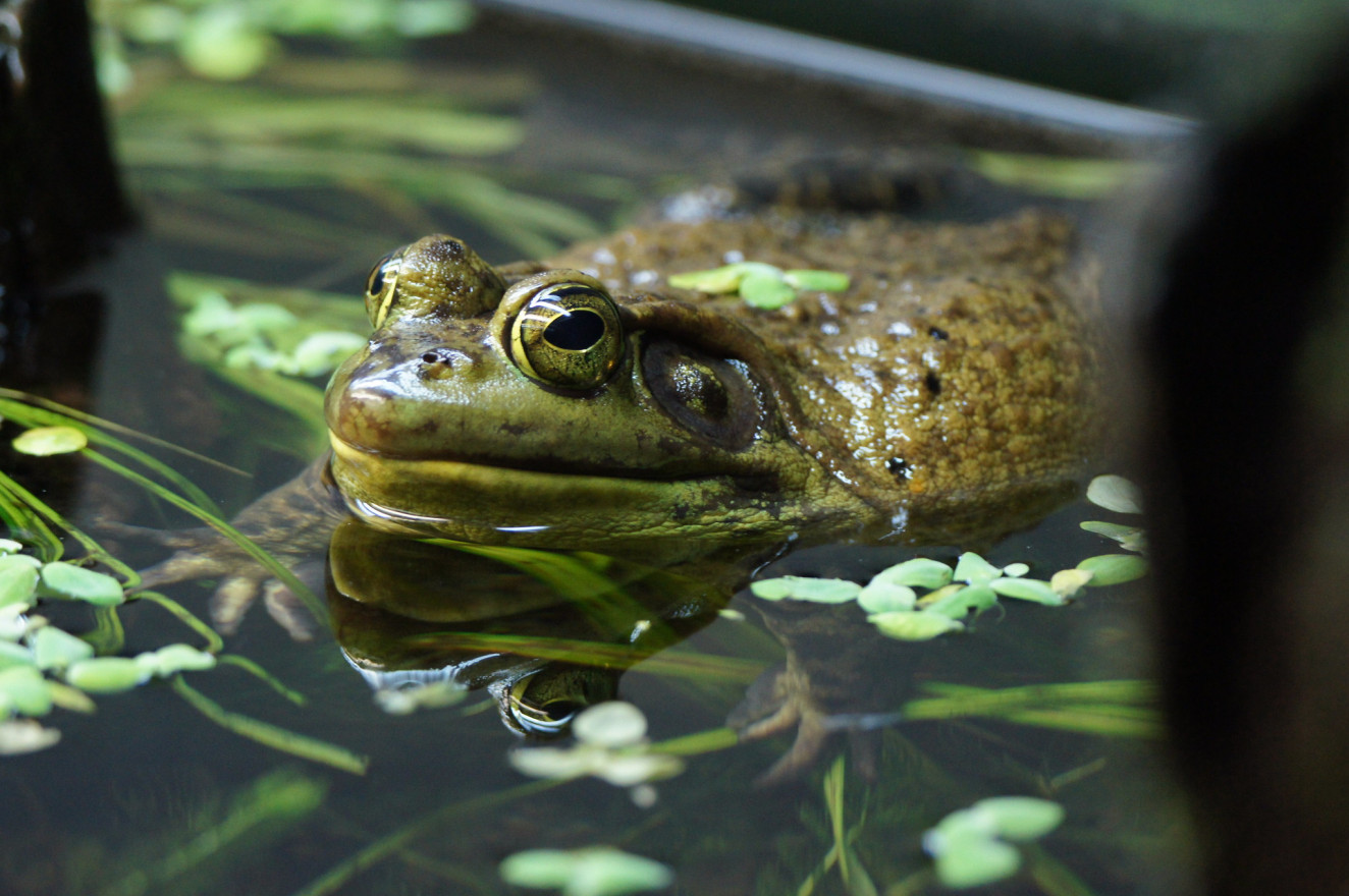 Skin-eating fungus is annihilating the world’s amphibians
