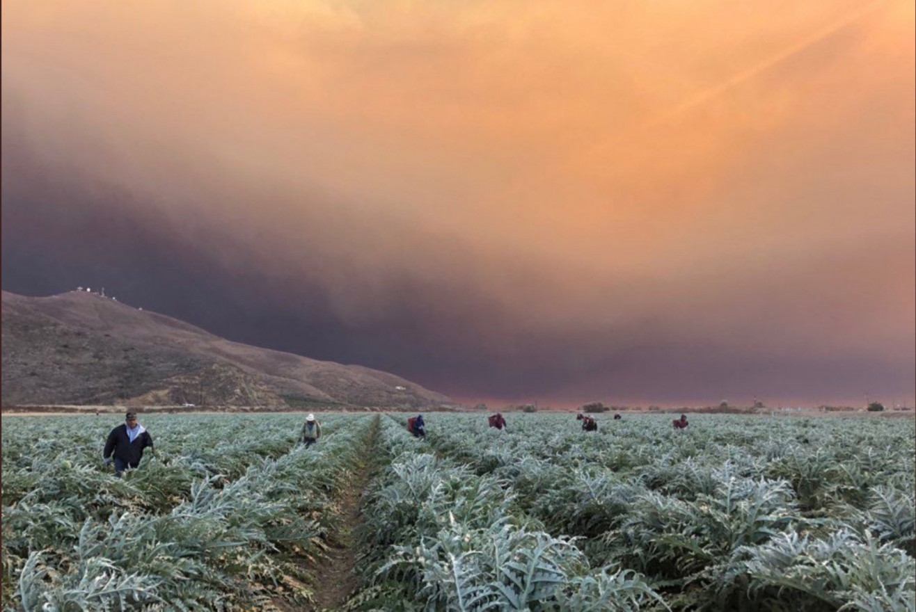Heat, smoke, pandemic: Dangers multiply for farmworkers in 2020