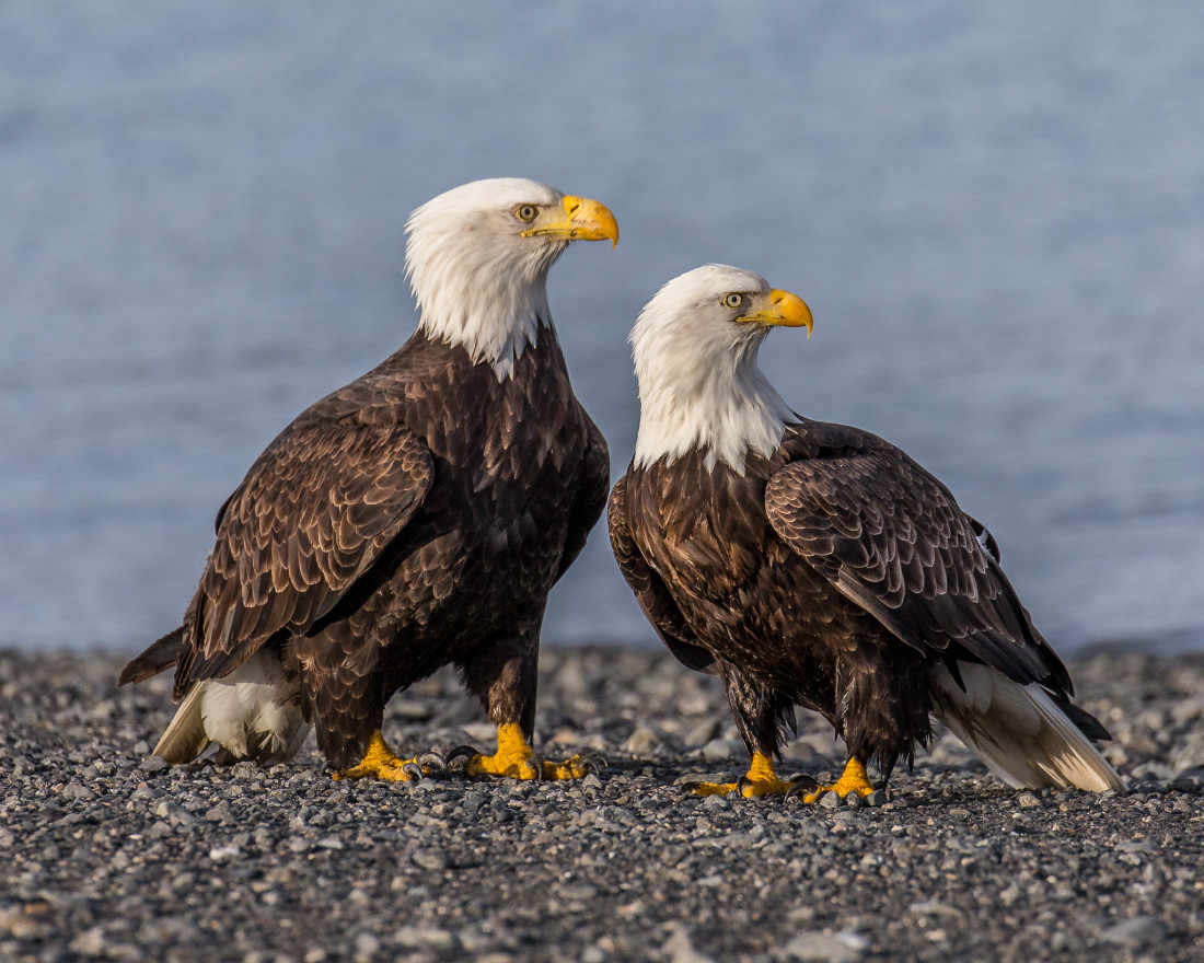 Scientists discover the infectious source of a lethal brain disease killing eagles