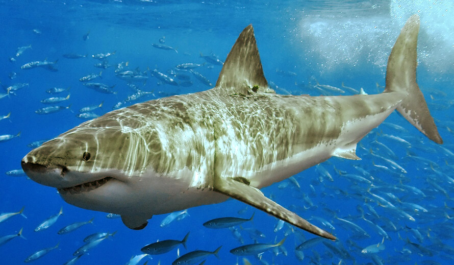 White shark swims amongst a school of fish.