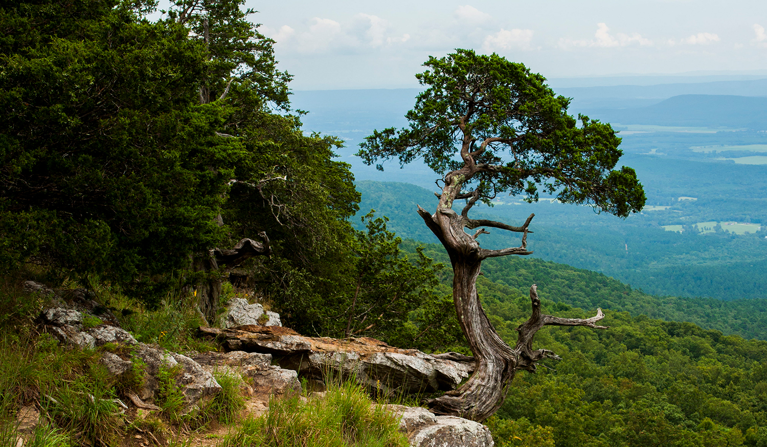 A tree on the edge of a forested bluff which looks over a green valley below.