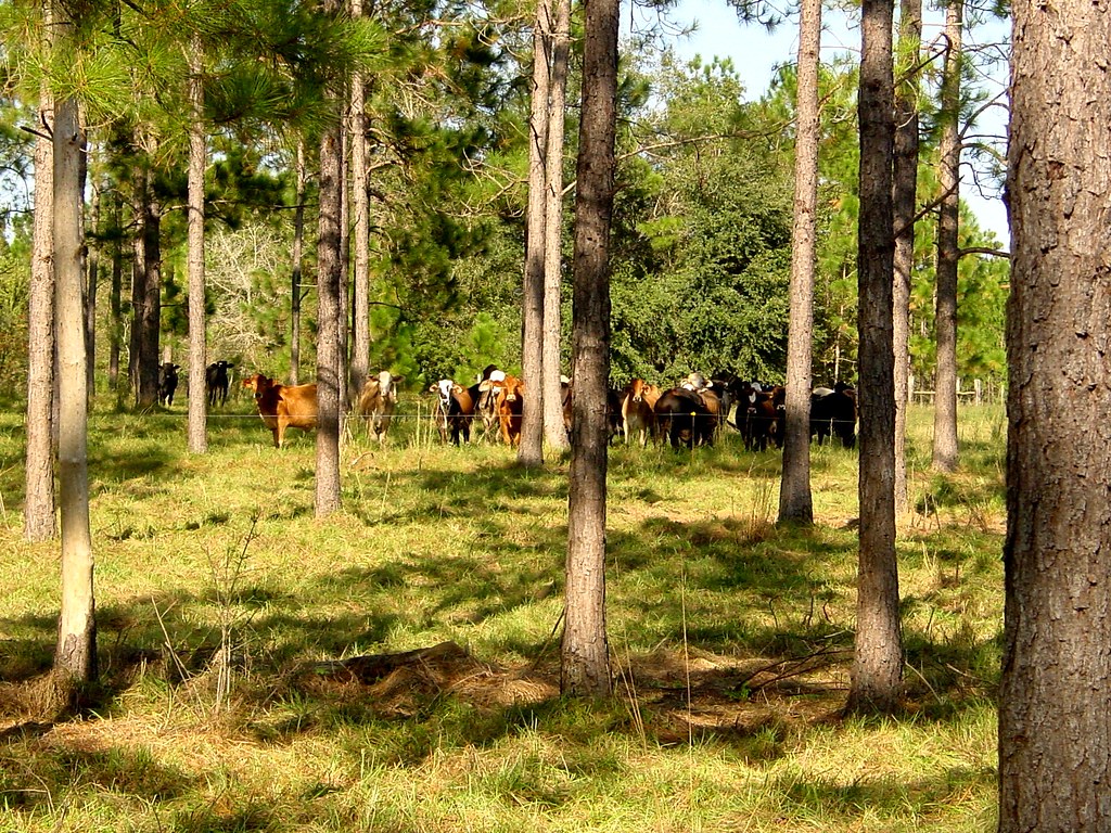 A herd of tawny brown cattle graze in silvopasture amongst trees spaced several feet apart.
