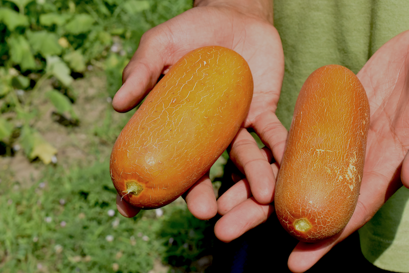 Two masculine hands hold two orange squash.
