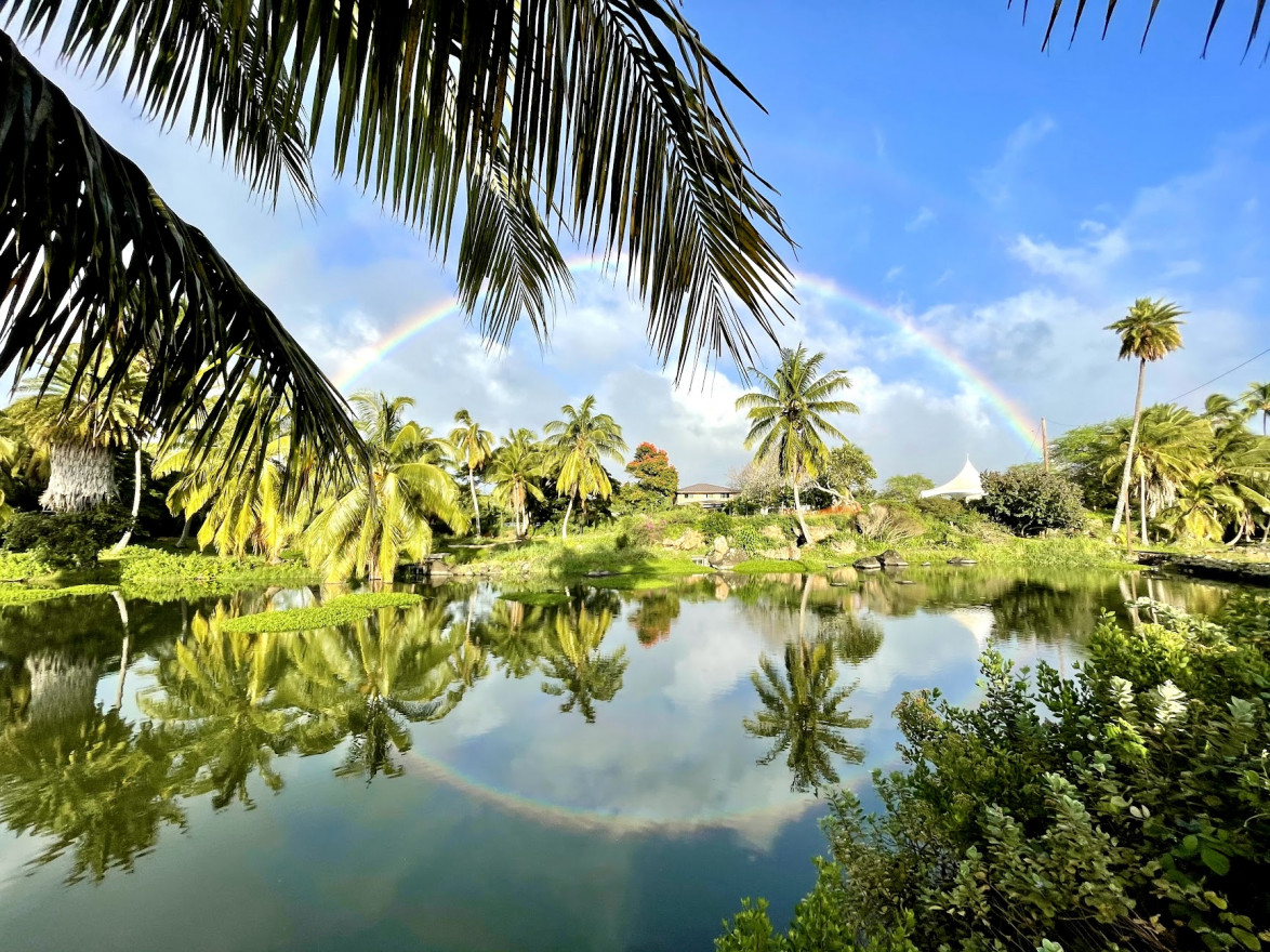 A rainbow in the sky is reflected on the surface of a pond surrounded by green palm trees and foliage.