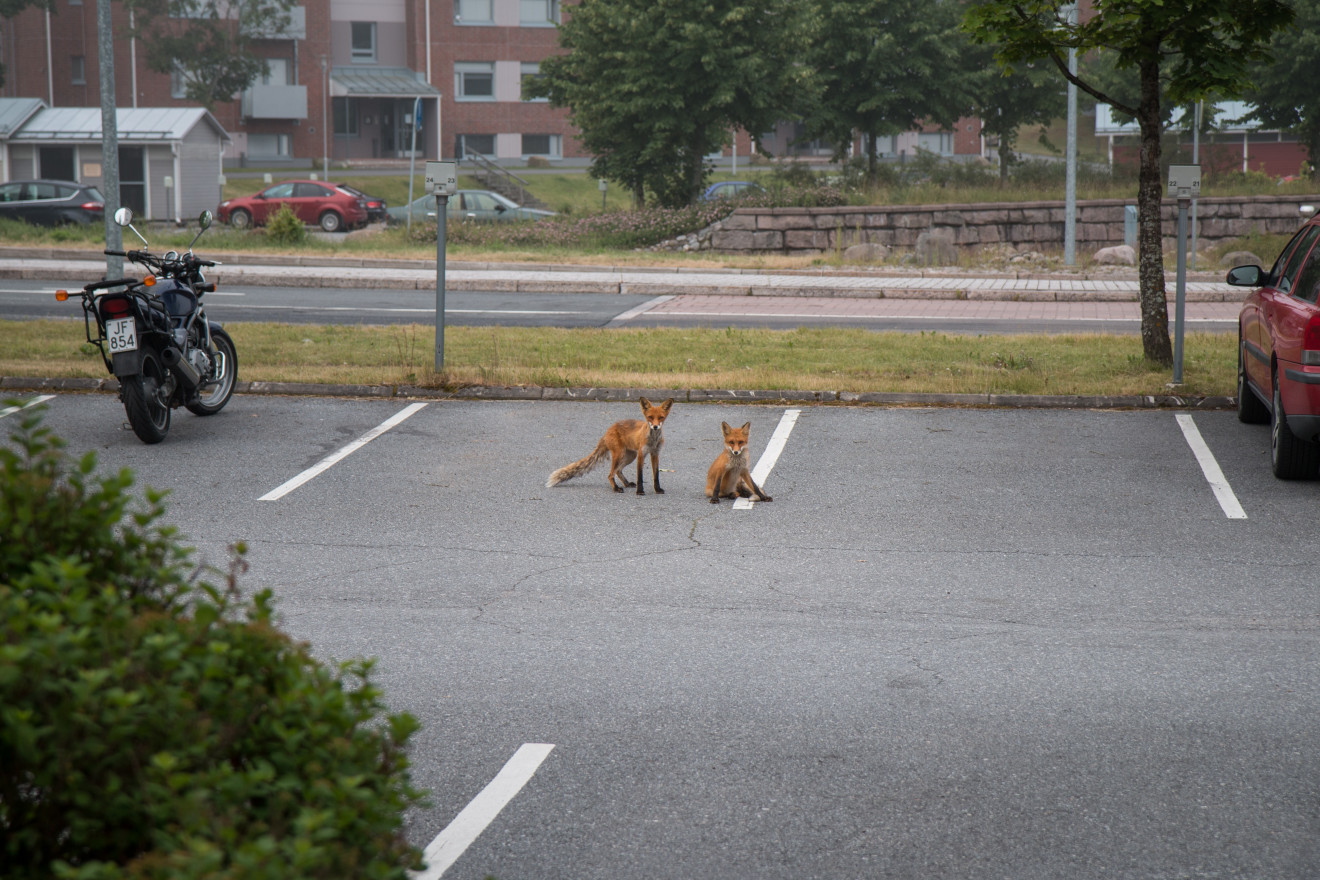 Two red foxes in a parking lot in between a car and a moterbike