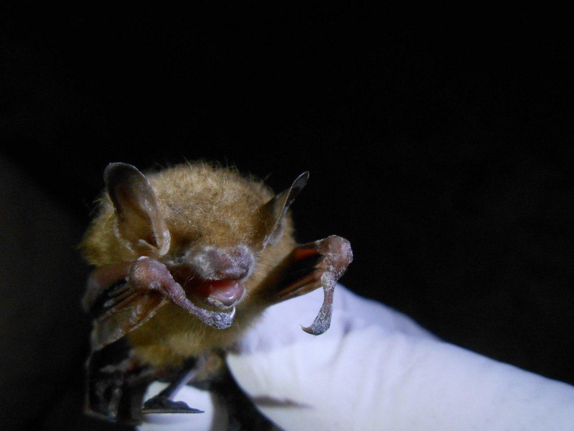 A white-gloved hand hold a tawny colored bat with a white substance on it's nose.