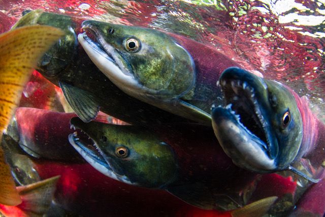 Three green and blue-faced salmon are shown close to the camera whilst swimming through clear water.