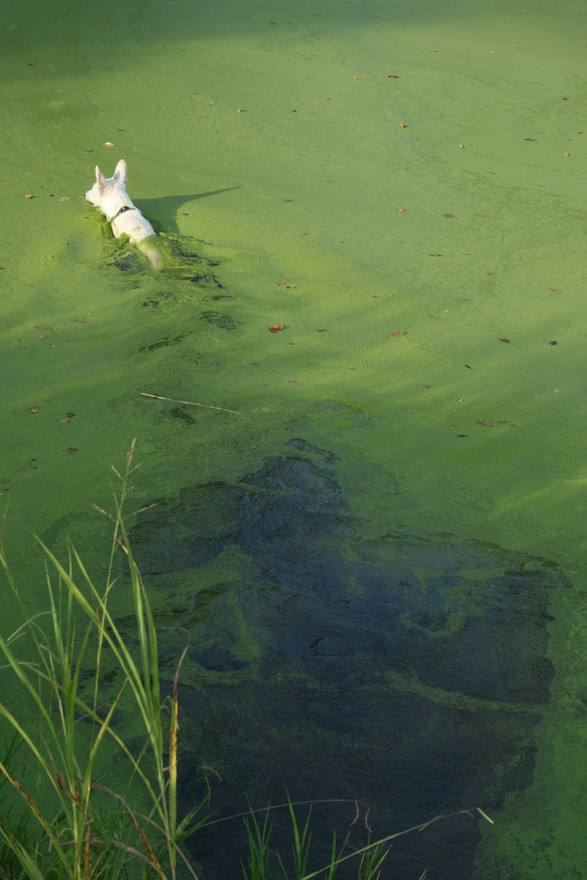 A white dog swimming in a pond filled with algae. 